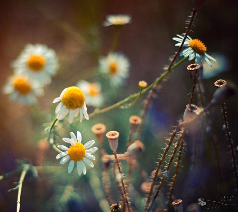 Chuyện quanh quán cây dừa